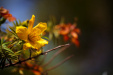Thumbnail _mg_9251.jpg 