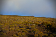Thumbnail _mg_9490.jpg 