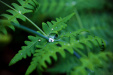Thumbnail _mg_0030.jpg 