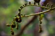 Thumbnail _mg_9971.jpg 