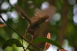 Thumbnail _mg_0110.jpg 
