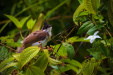 Thumbnail _mg_0126.jpg 