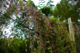 Thumbnail _mg_0230.jpg 