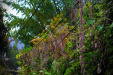 Thumbnail _mg_0237.jpg 