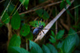 Thumbnail _mg_0319.jpg 