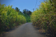 Thumbnail _mg_0531.jpg 