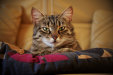 Thumbnail img_4330.jpg 