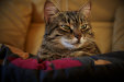 Thumbnail img_4332.jpg 