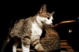 Thumbnail img_4334.jpg 