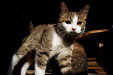 Thumbnail img_4335.jpg 