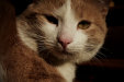 Thumbnail img_4337.jpg 