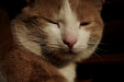 Thumbnail img_4338.jpg 