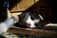 Thumbnail img_4342.jpg 