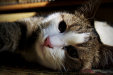 Thumbnail img_4347.jpg 