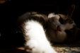 Thumbnail img_4350.jpg 