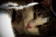 Thumbnail img_4351.jpg 