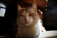 Thumbnail img_4356.jpg 