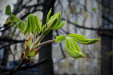 Thumbnail img_4575.jpg 