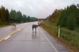 Thumbnail img_3532.jpg 