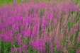 Thumbnail img_4141.jpg 
