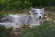 Thumbnail img_4461.jpg 
