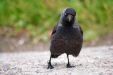 Thumbnail img_5439.jpg 