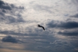 Thumbnail img_5816.jpg 
