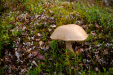 Thumbnail _mg_3528.jpg 