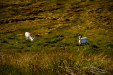 Thumbnail _mg_3813.jpg 