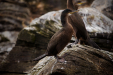 Thumbnail _mg_4008.jpg 