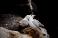 Thumbnail _mg_4191.jpg 