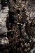 Thumbnail _mg_4203.jpg 