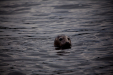 Thumbnail _mg_4253.jpg 