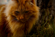 Thumbnail _mg_4528.jpg 