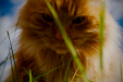 Thumbnail _mg_4535.jpg 