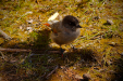 Thumbnail _mg_5055.jpg 