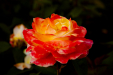 Thumbnail _mg_5327.jpg 