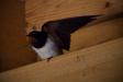 Thumbnail _mg_5558.jpg 