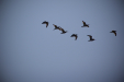 Thumbnail _mg_5607.jpg 
