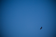 Thumbnail _mg_5639.jpg 