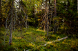 Thumbnail _mg_5673.jpg 