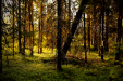Thumbnail _mg_5675.jpg 