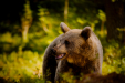 Thumbnail _mg_6007.jpg 