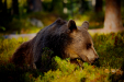 Thumbnail _mg_6081.jpg 