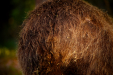 Thumbnail _mg_6169.jpg 
