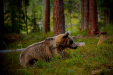 Thumbnail _mg_6501.jpg 