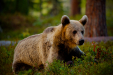 Thumbnail _mg_6512.jpg 