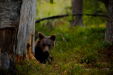 Thumbnail _mg_6649.jpg 