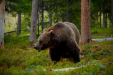 Thumbnail _mg_6805.jpg 