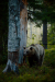 Thumbnail _mg_7041.jpg 